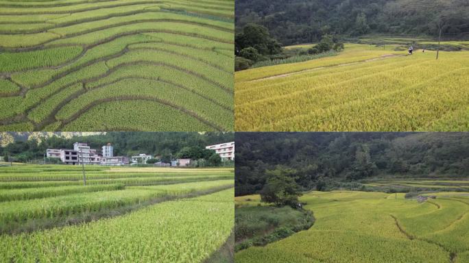 信宜秋风根梯田