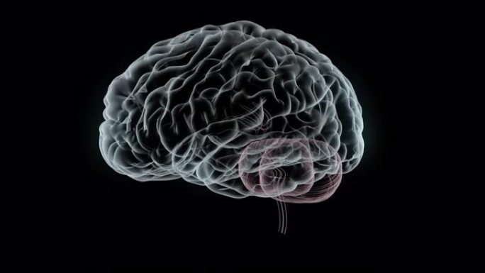人脑MRI扫描模型您的大脑小脑医疗