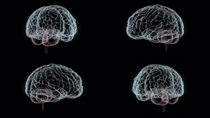 人脑MRI扫描模型您的大脑小脑医疗