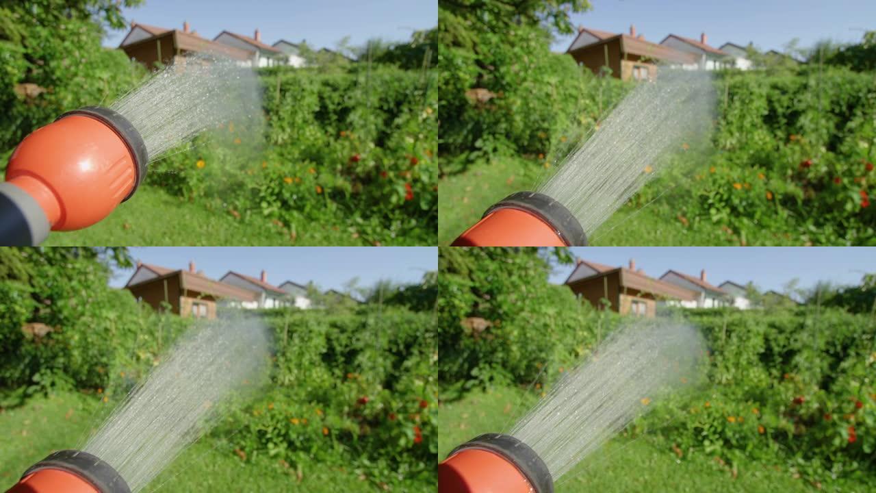 POV: 在花园里生长的西红柿和辣椒上喷洒清爽的水