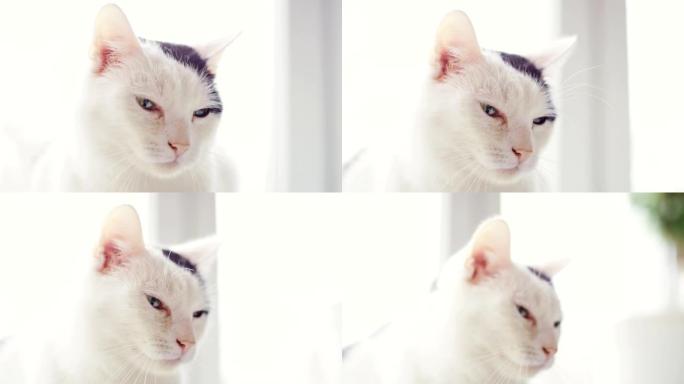 黑点白猫看镜头眯着眼睛休息懒惰花猫