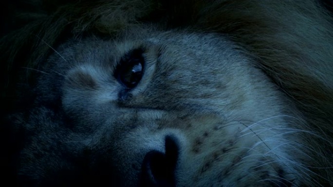 狮子晚上躺着脸特写