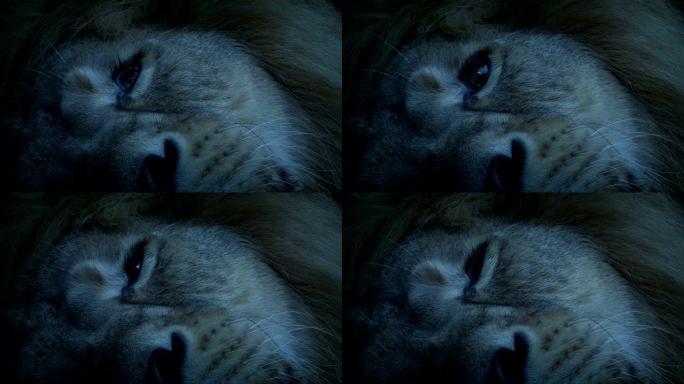 狮子晚上躺着脸特写