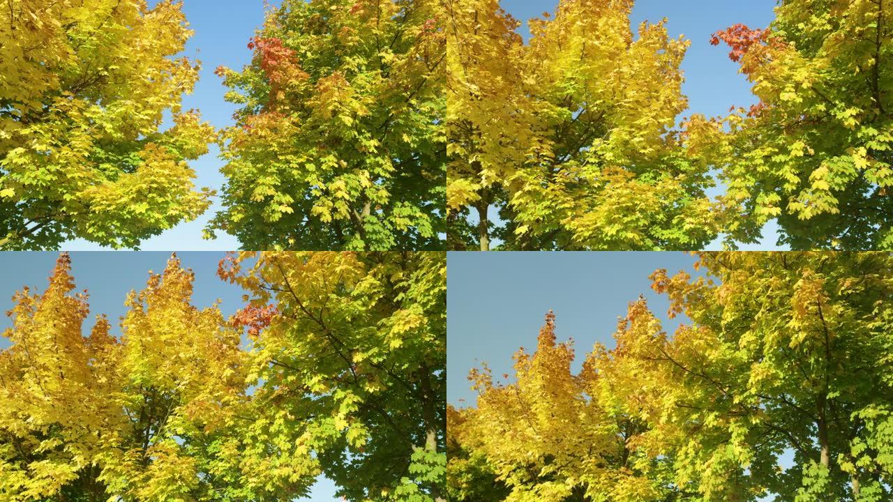 特写: 风景如画的树梢在阳光明媚的秋天变色的照片。