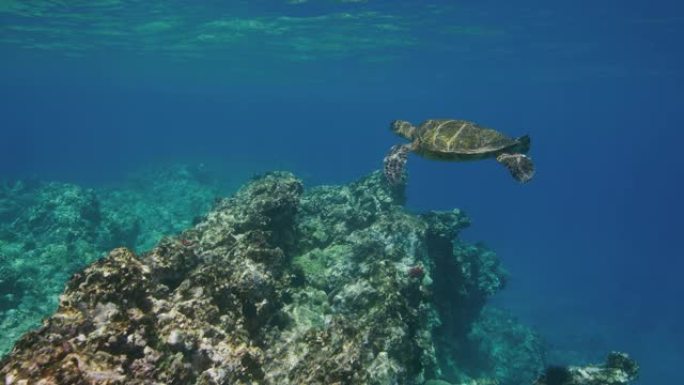 绿色海龟在海洋中游泳