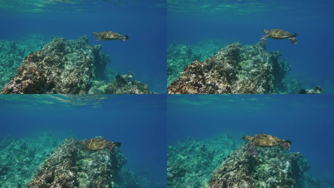 绿色海龟在海洋中游泳