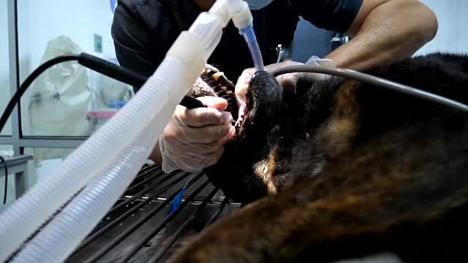 无法识别的男性兽医在麻醉下对狗进行牙科预防