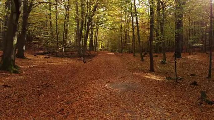 秋天，树叶落在美丽的瑞典森林中