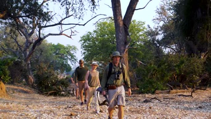 在津巴布韦戈纳雷州国家公园的灌木丛草原上，游客在向导的指导下行走的4K视野