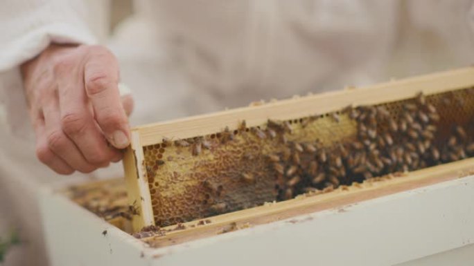 蜂蜜收获是一年中最甜蜜的时候