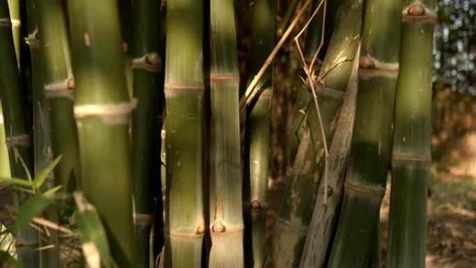 竹子上遮阳的4k dci镜头。