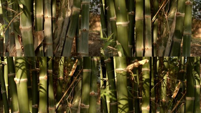 竹子上遮阳的4k dci镜头。