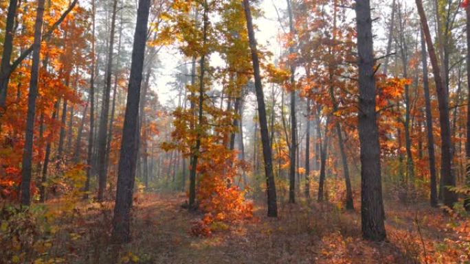 秋季自然概念。摄像机在晨雾森林的秋天树木中移动。太阳穿透树木。4K