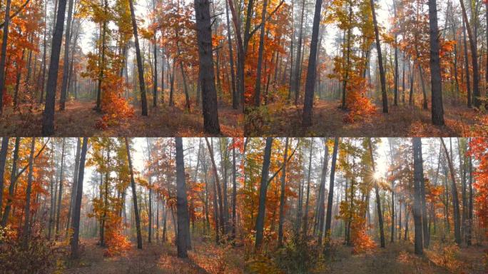 秋季自然概念。摄像机在晨雾森林的秋天树木中移动。太阳穿透树木。4K