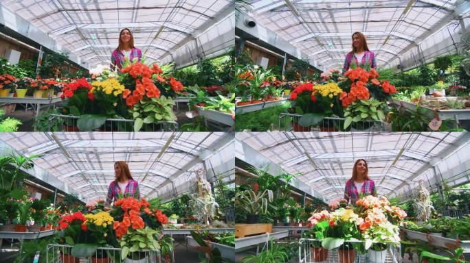 一个年轻快乐的女人带着手推车的慢动作正在选择新鲜的时令花朵在阳光明媚的日子里在植物商店的温室里为她的