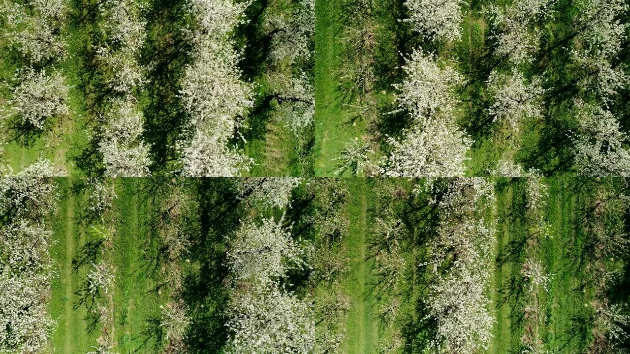 一排排生长的樱桃树的鸟瞰图。果园的春天