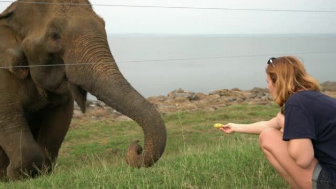 女士在斯里兰卡路边喂大象