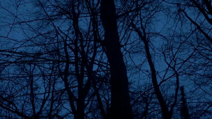 黄昏时穿越可怕的荒凉树林