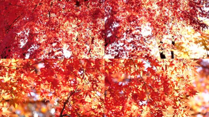 日本秋叶染红阳光日本枫树摇摆