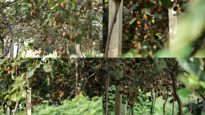 采摘猕猴桃 绿色有机猕猴桃种植园产业基地