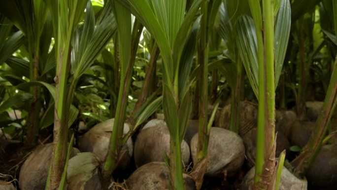 泰国的小椰子树植物