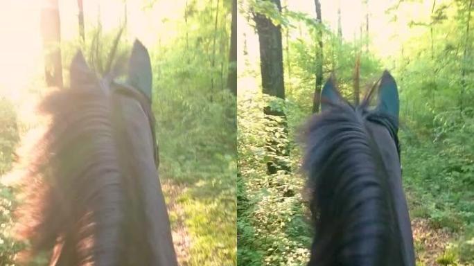 垂直视点: 在宁静的夏日骑马穿过阳光普照的森林。