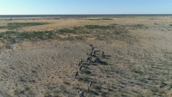 4k空中飞越在纳米比亚北部萨凡纳丛林中行走的一群大象