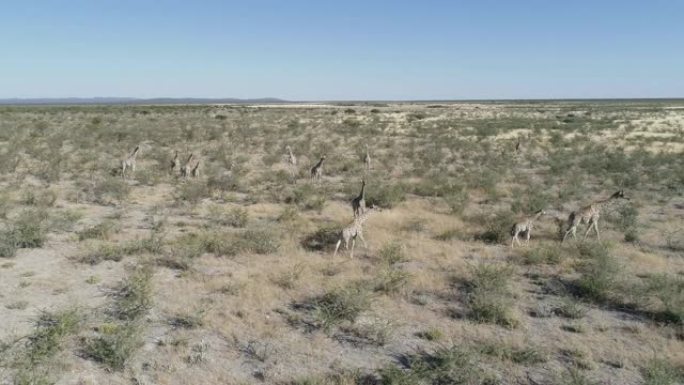一群长颈鹿和他们的孩子在纳米比亚北部的稀树草原上散步的4k鸟瞰图