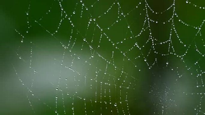 绿色背景蜘蛛网雨后吐丝