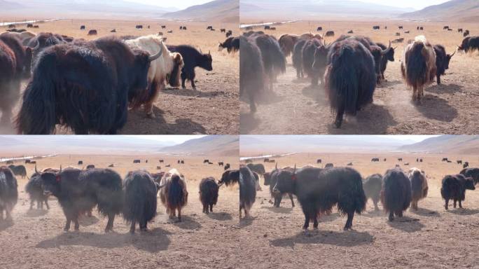 青藏高原 三江源 牦牛群