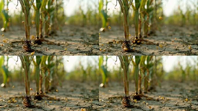 SLO MO玉米粒落在田间的泥土上