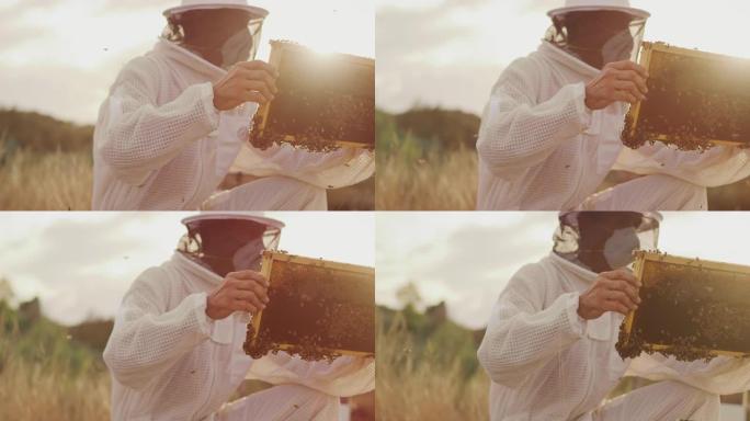 日落时收获蜂蜜日落时收获蜂蜜养蜂