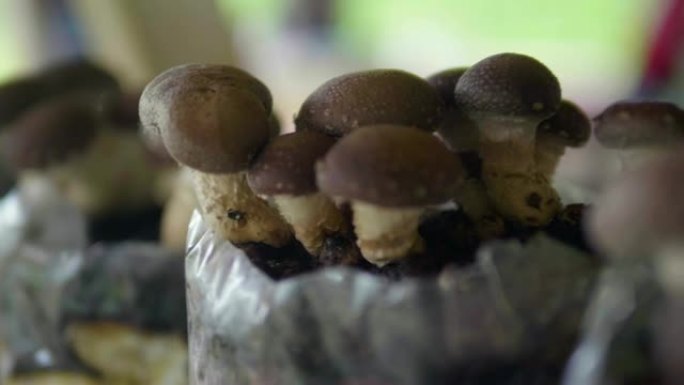 园艺蘑菇大棚种植大棚菇类大棚基地