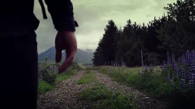 冰岛夏天。背包客在盛开的羽扇莲的草地上行走