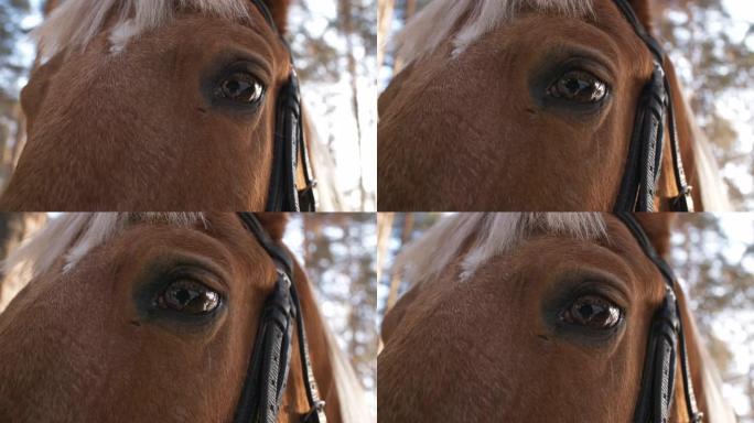 冬天白天，美丽的马在户外看相机