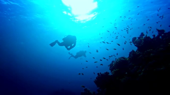 水下生命。在宁静的海洋中潜水