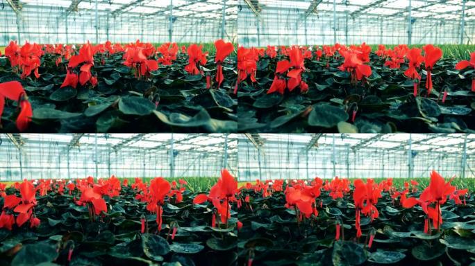 红色的仙客来花生长在一个大温室里。