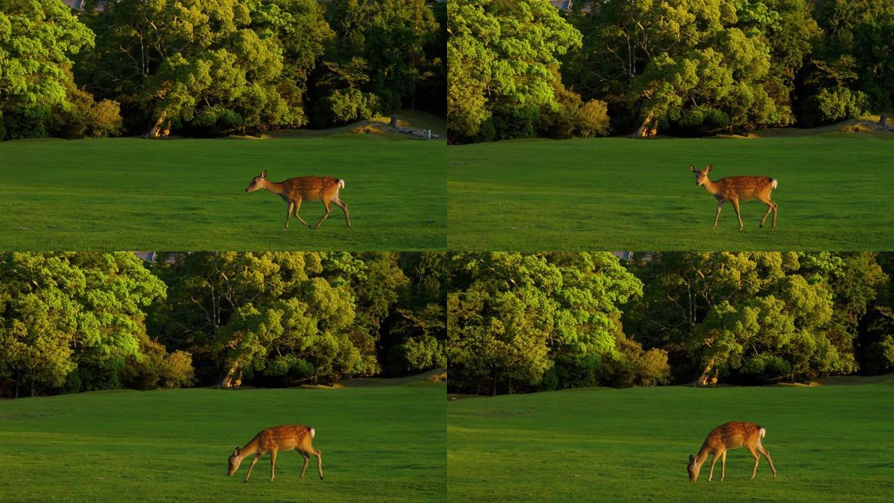 一只斑点小鹿幼崽在草原上行走