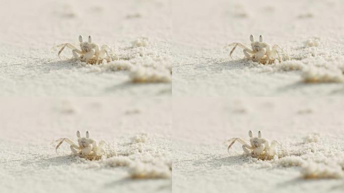 马尔代夫白色沙滩上的CU沙蟹