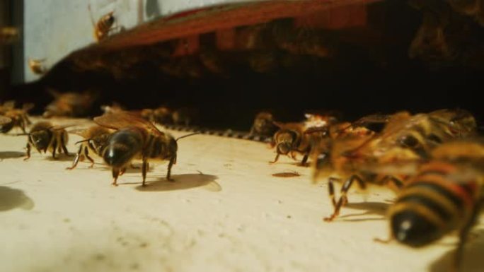 本地蜜蜂的慢动作宏观飞行并进入五颜六色的蜂巢进行繁殖