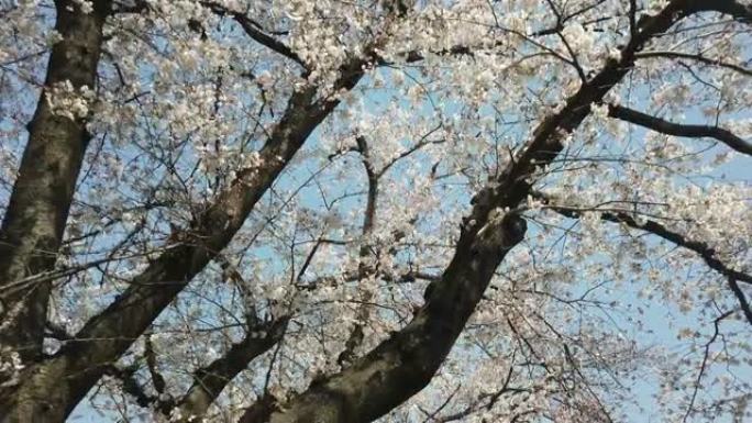 白天在河边的京都日本樱花樱花景观
