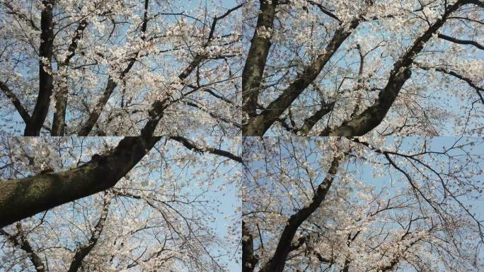 白天在河边的京都日本樱花樱花景观