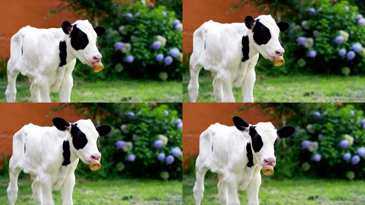 一只小牛小狗，嘴里有奶嘴，在一个农民的花园里养他健康，生物，让它在适当的饮食下变得强壮结实。