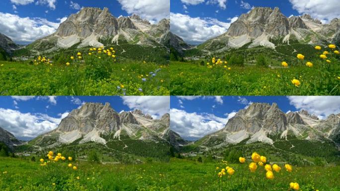 相机在意大利白云岩的高山草甸上移动，鲜花盛开。法尔扎雷戈山口