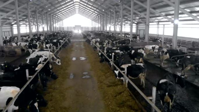 两排牛之间的通道奶牛养殖场