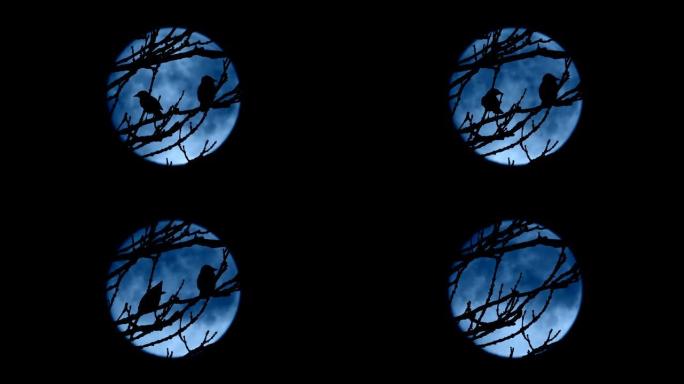 鸟类从夜晚被月亮框起来的树上飞走
