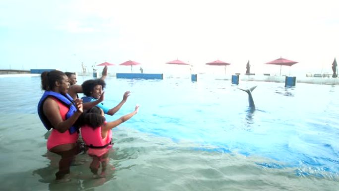 家人和海豚互相挥舞
