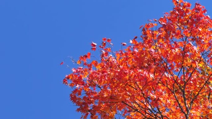 日本的红叶，秋叶颜色