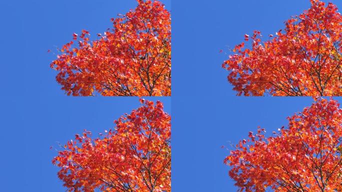 日本的红叶，秋叶颜色