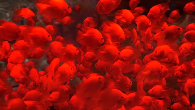鱼缸里的红金鱼鱼缸里的红金鱼